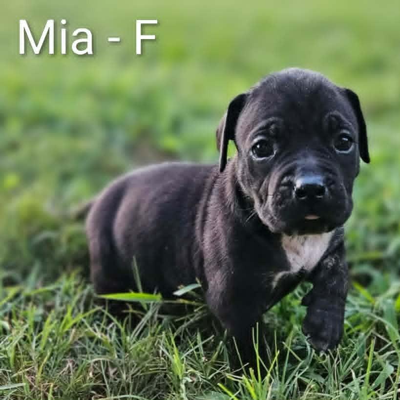 Enlarge Mia, a Adoptable mixed breed in Griswold, CT image 3/3