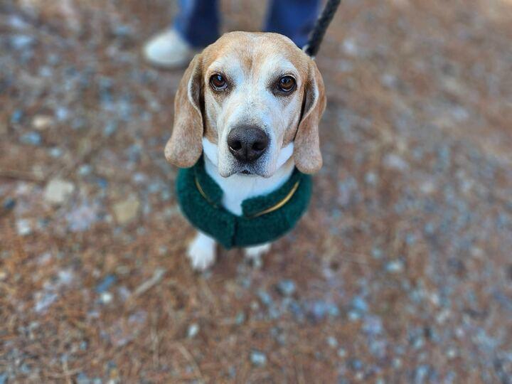 Hari, Adoptable, Senior Female Beagle.
