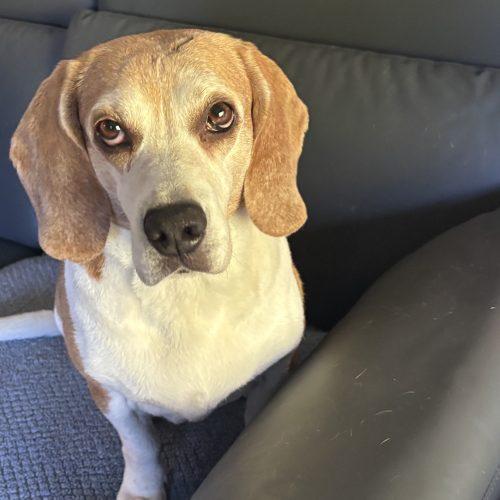 Hari, a Adoptable Beagle in Kent, WA image 1/6