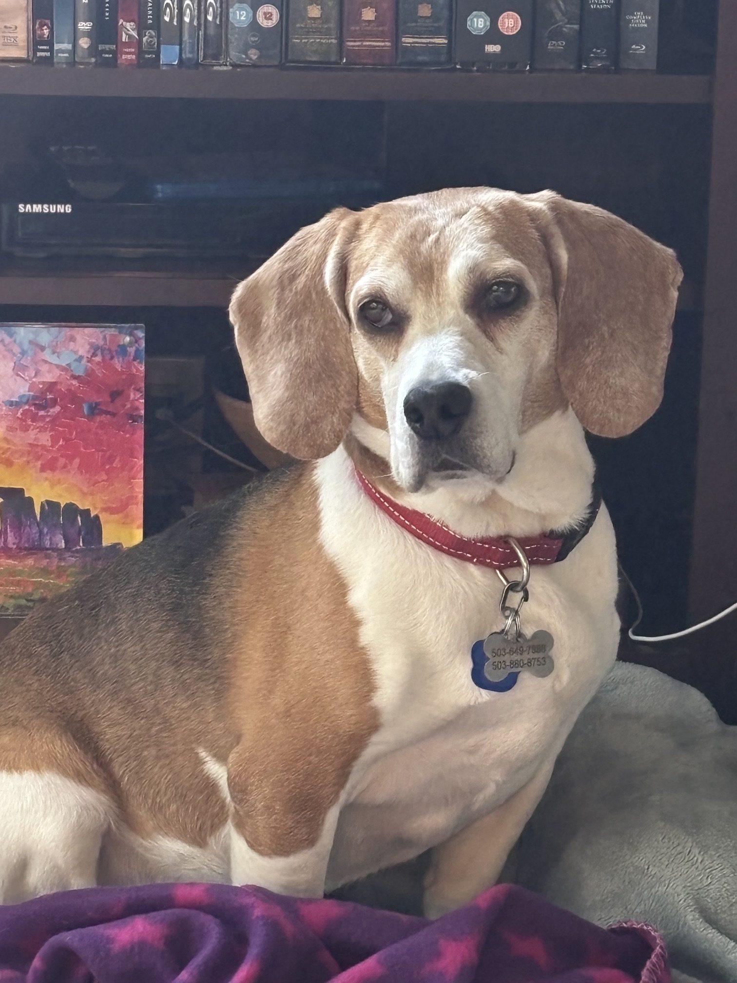 Hari, a Adoptable Beagle in Kent, WA image 2/6