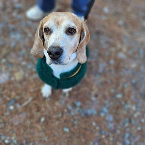 Hari, Adoptable, Senior Female Beagle.