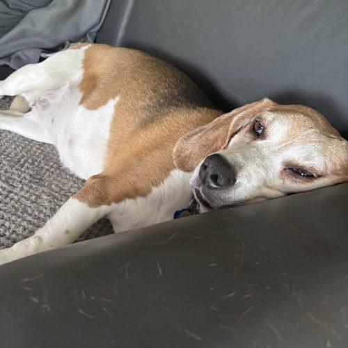 Hari, a Adoptable Beagle in Kent, WA image 3/6