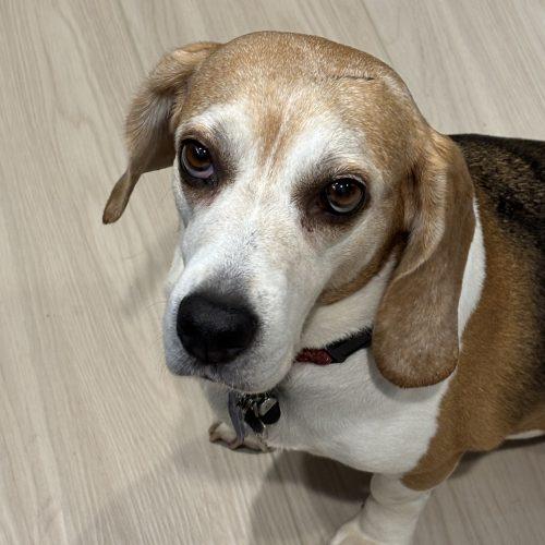 Hari, a Adoptable Beagle in Kent, WA image 4/6