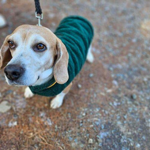 Enlarge Hari, a Adoptable Beagle in Kent, WA image 3/3