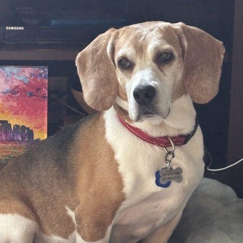 Hari, a Adoptable Beagle in Kent, WA image 5/6