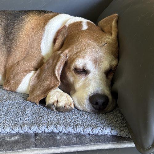 Hari, a Adoptable Beagle in Kent, WA image 6/6