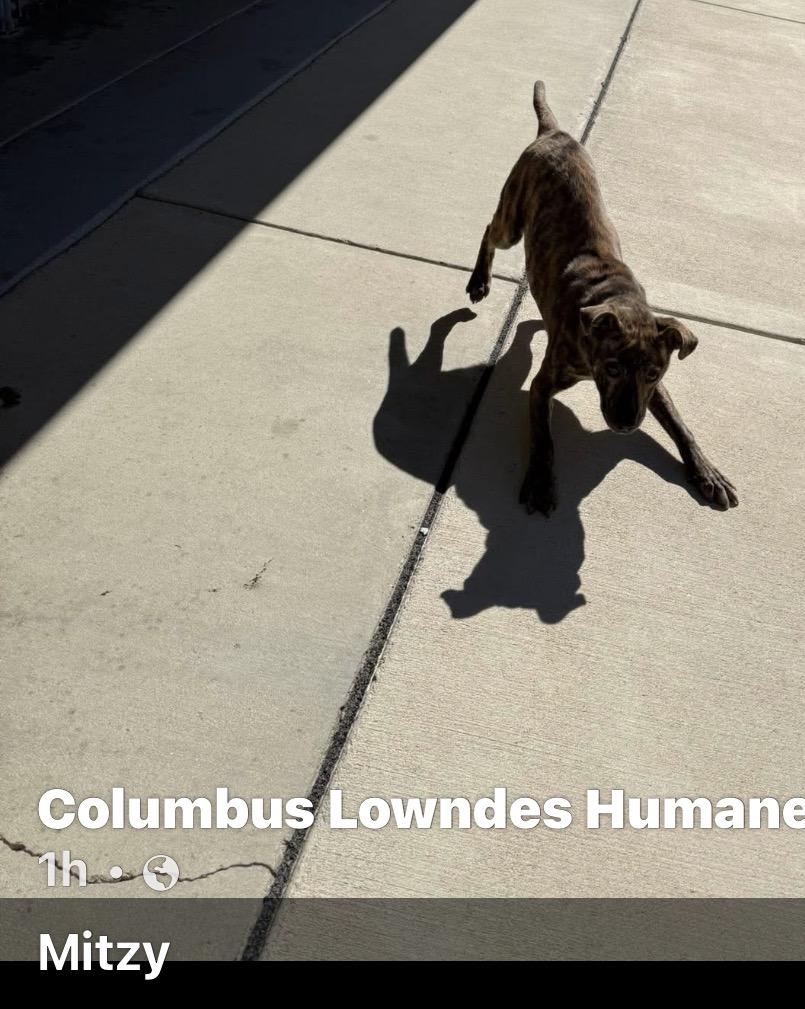 Enlarge Mitzy, an adopted mixed breed in Columbus, MS image 1/1