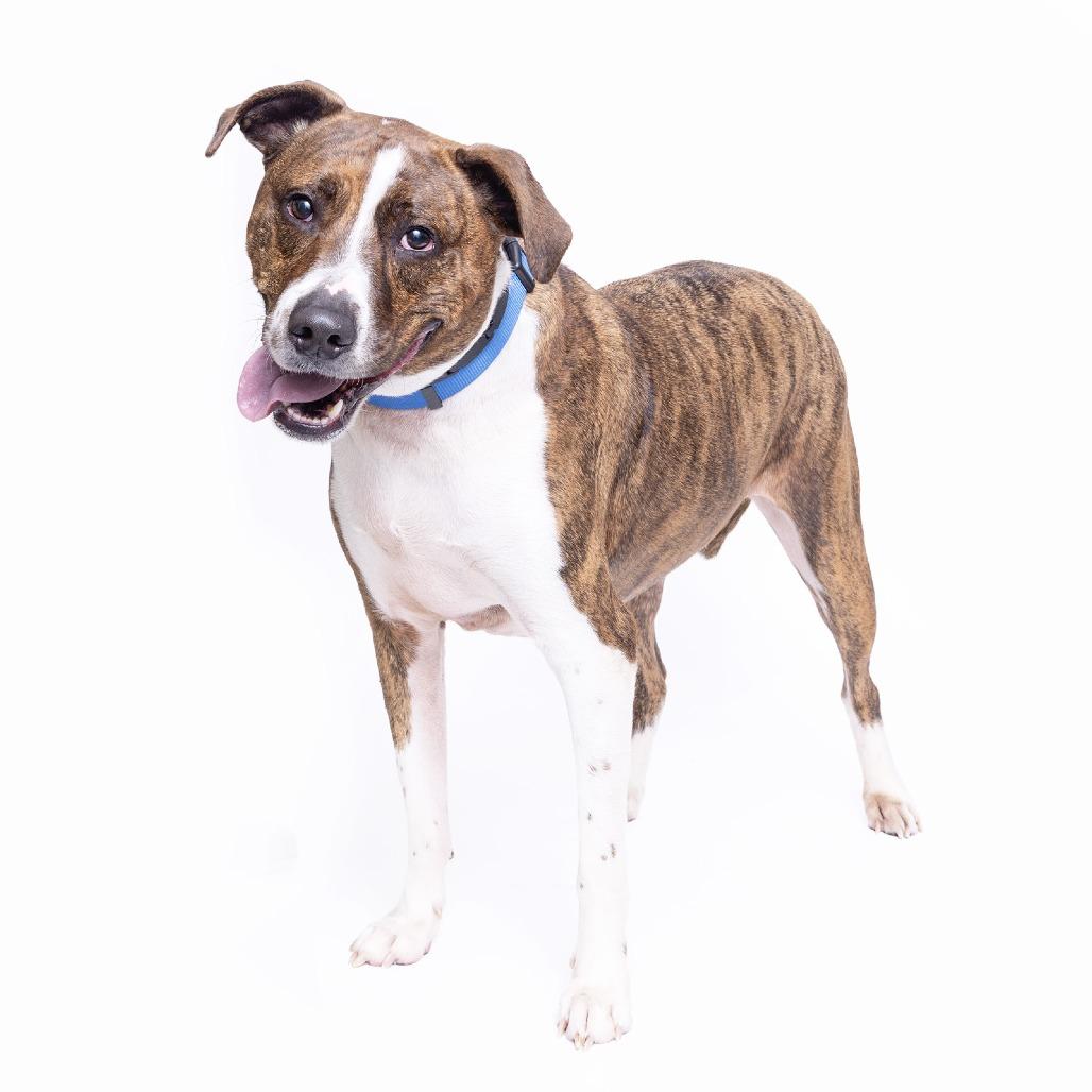 Nike, Adoptable, Adult Male Mixed Breed.