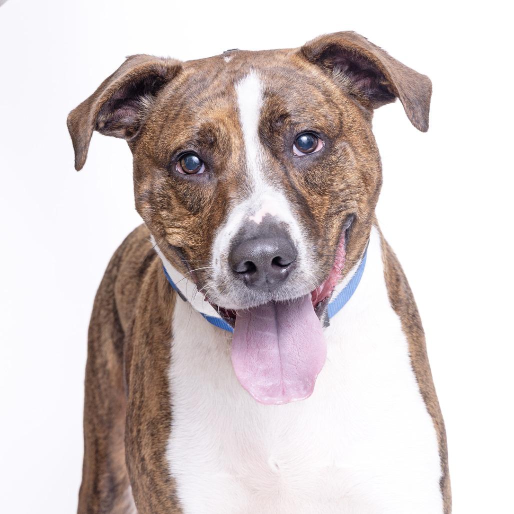 Enlarge Nike, a Adoptable Mixed Breed in Franklin, TN image 2/2