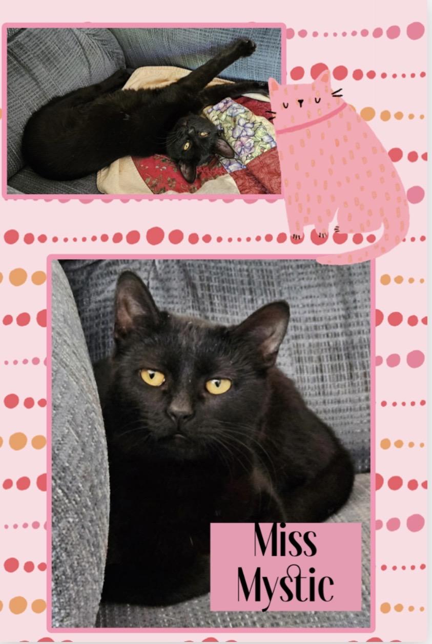 Mystic, ADOPTABLE, Adult Female Domestic Short Hair.