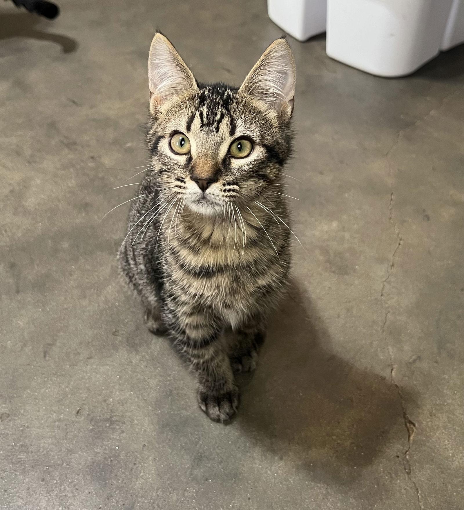 Drake, Adoptable, Young Male Domestic Short Hair & Tabby.