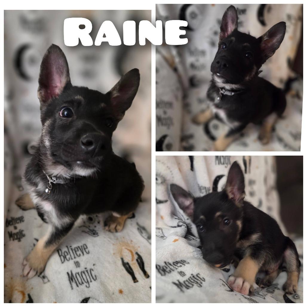 Enlarge Raine, a Adoptable German Shepherd Dog in Calimesa, CA image 1/1