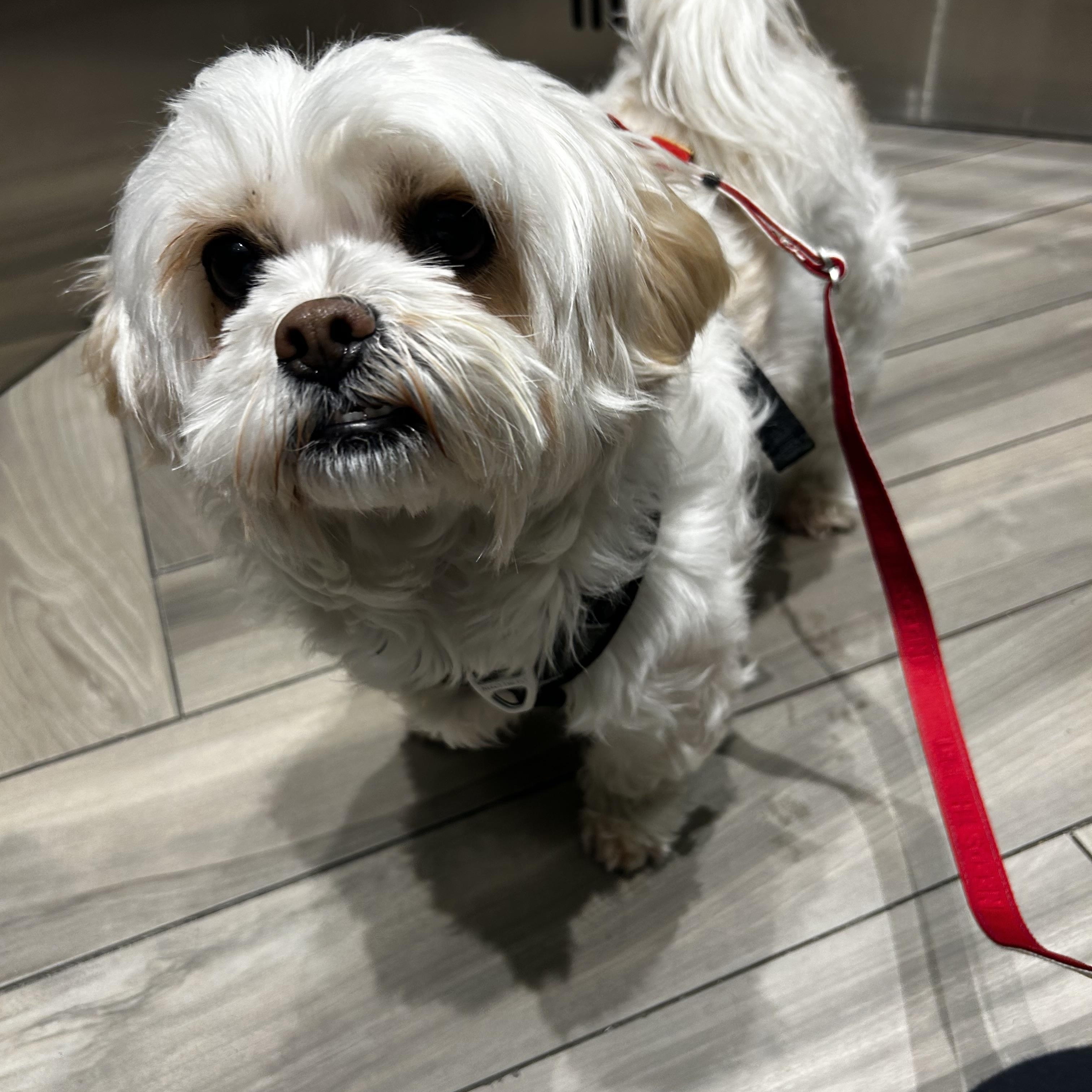 Enlarge Tony, an adopted mixed breed in Surrey, BC image 3/6