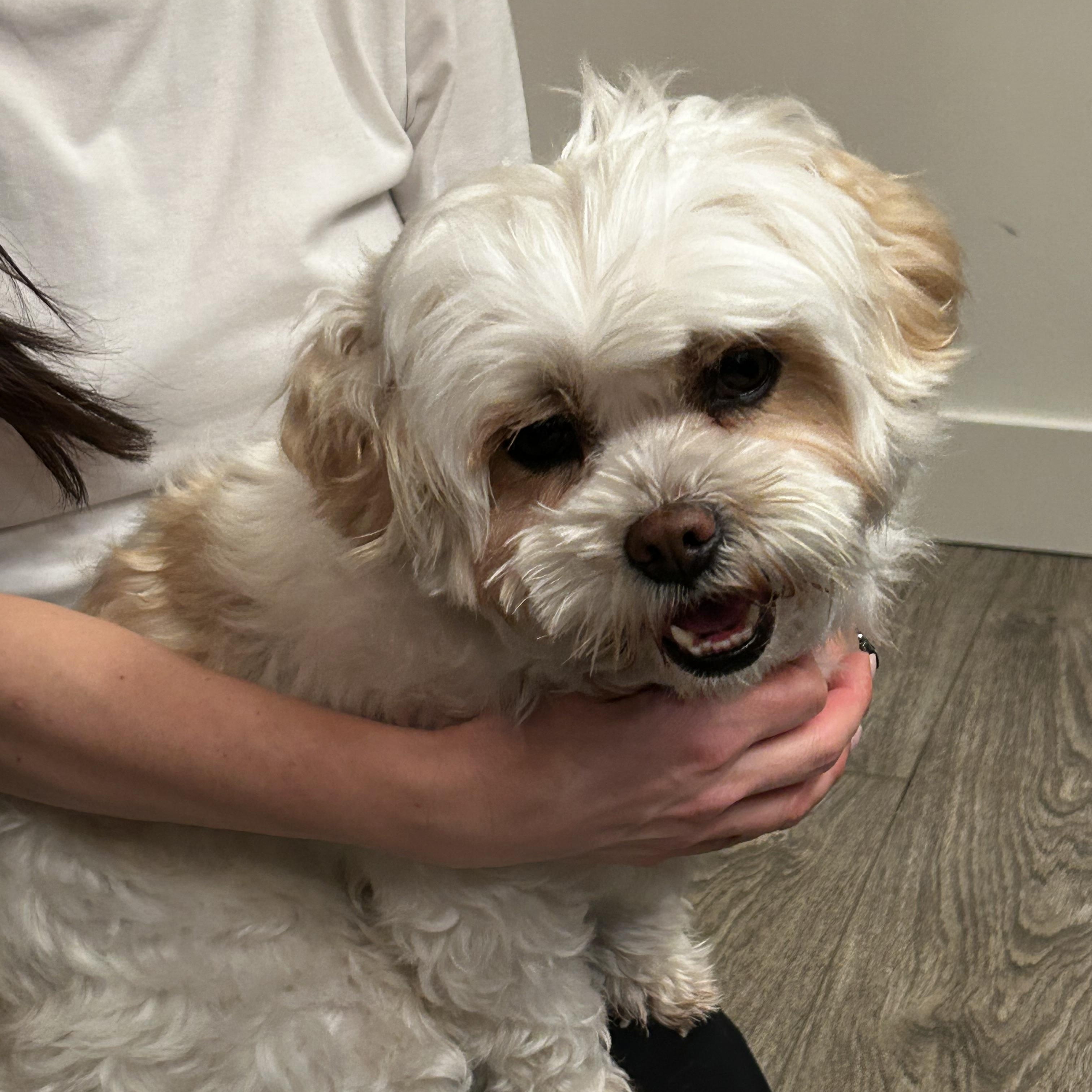 Enlarge Tony, an adopted mixed breed in Surrey, BC image 6/6