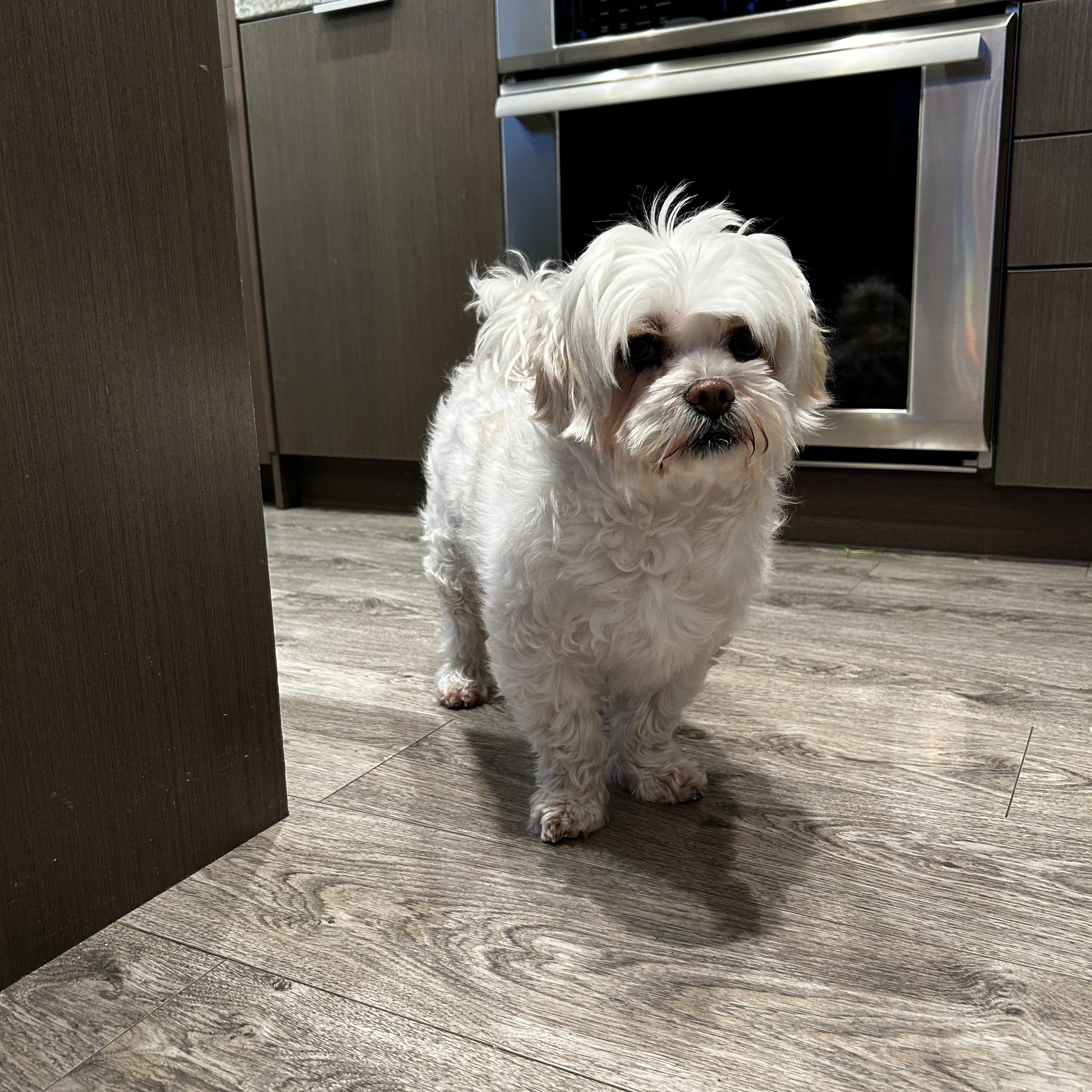 Enlarge Tony, an adopted mixed breed in Surrey, BC image 5/6