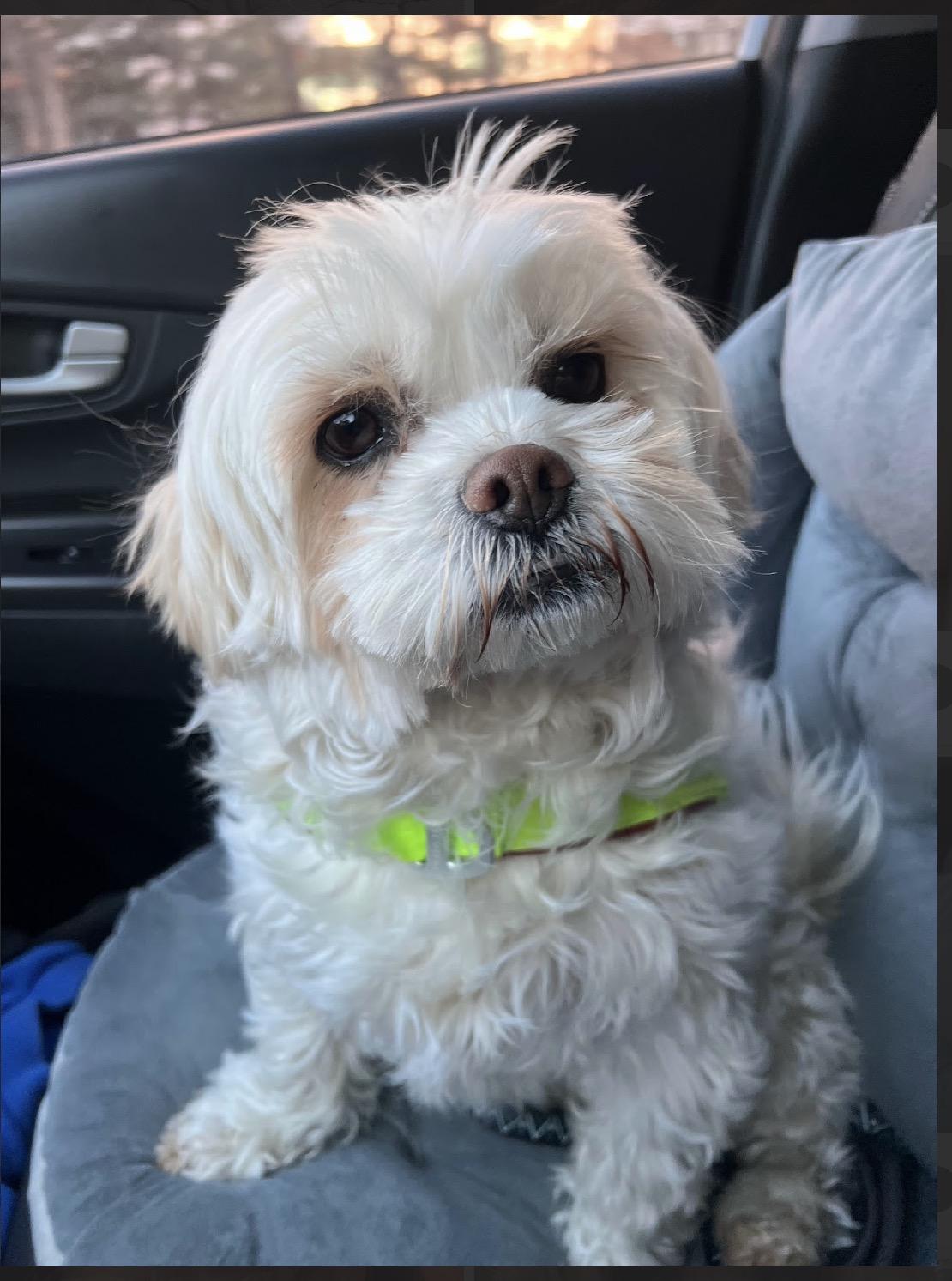 Enlarge Tony, an adopted mixed breed in Surrey, BC image 4/6