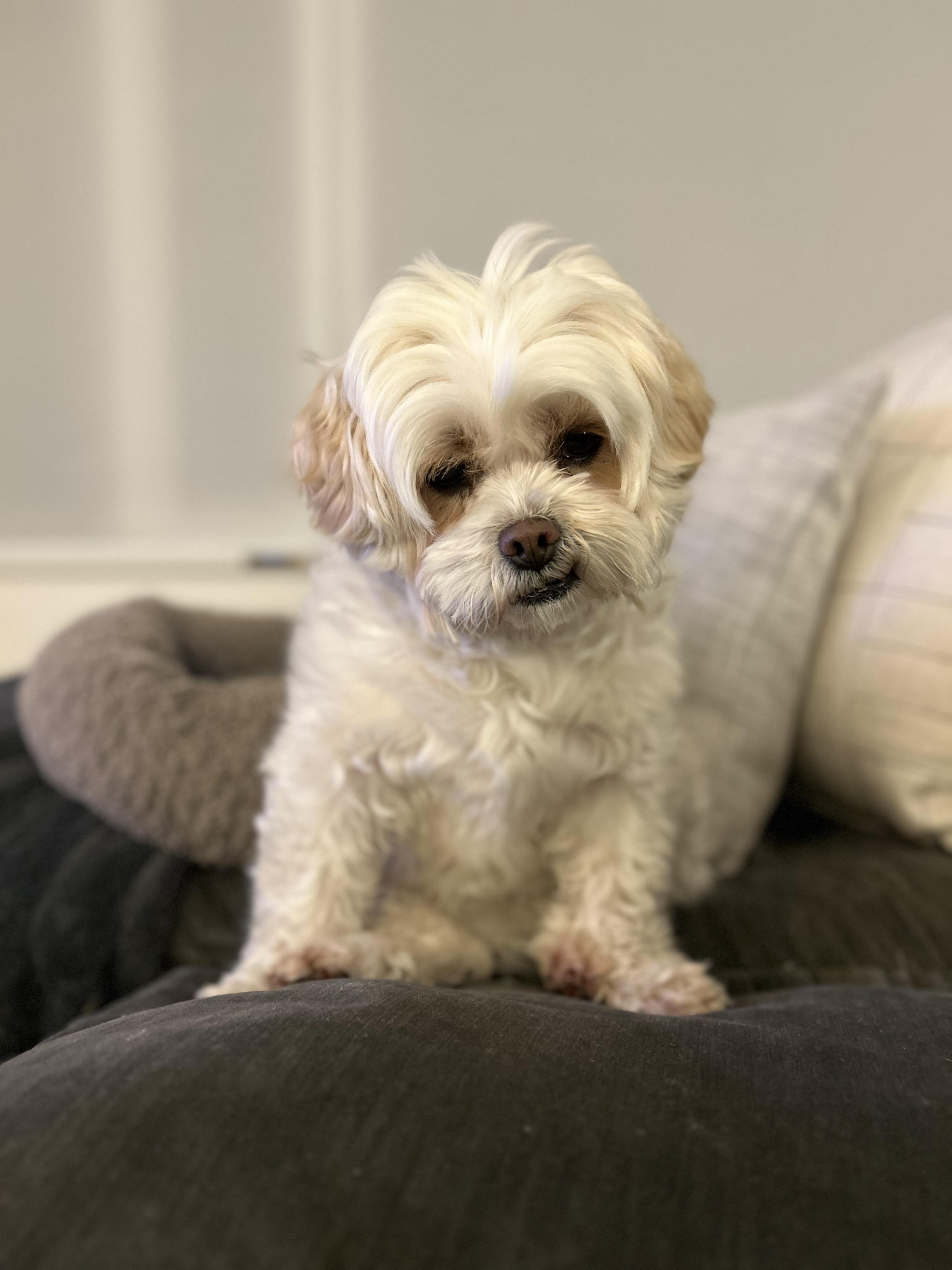 Enlarge Tony, an adopted mixed breed in Surrey, BC image 2/6