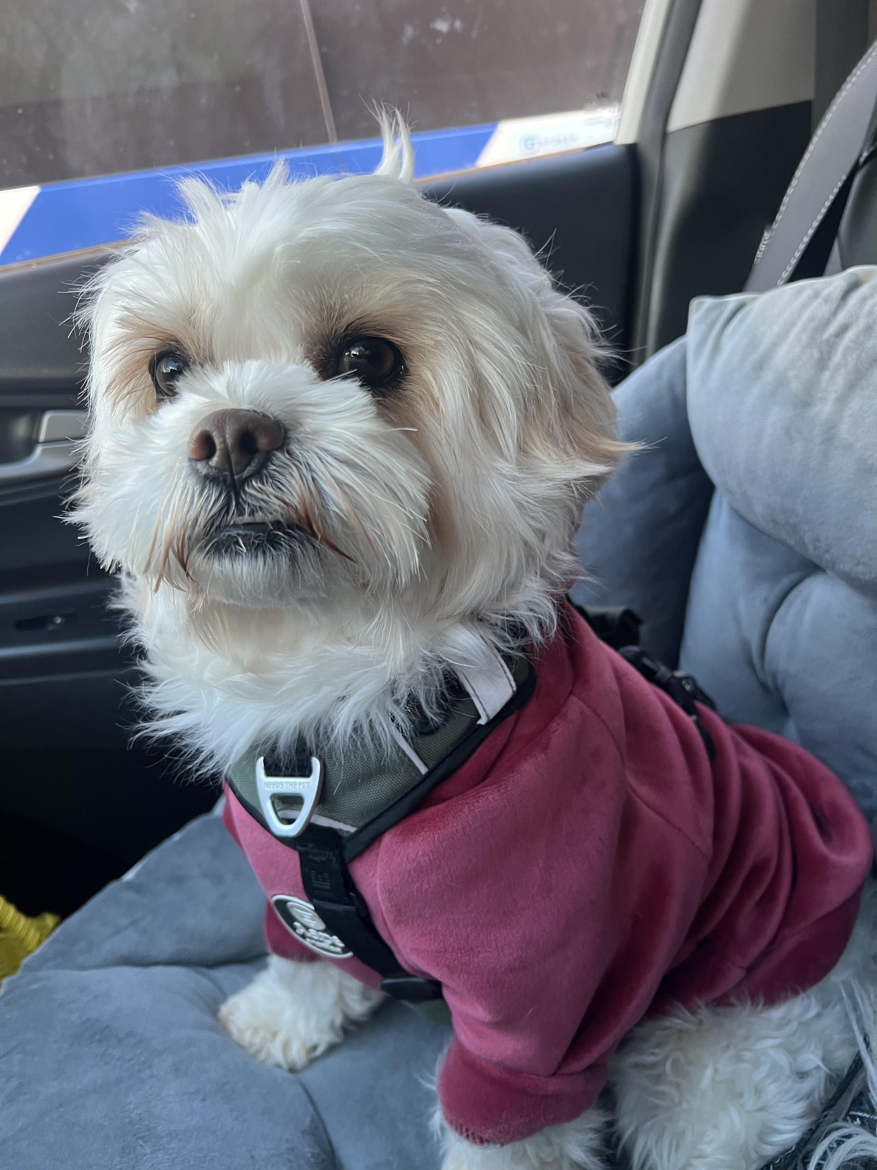 Tony, adopted, Adult Male Shih Tzu & Maltese.