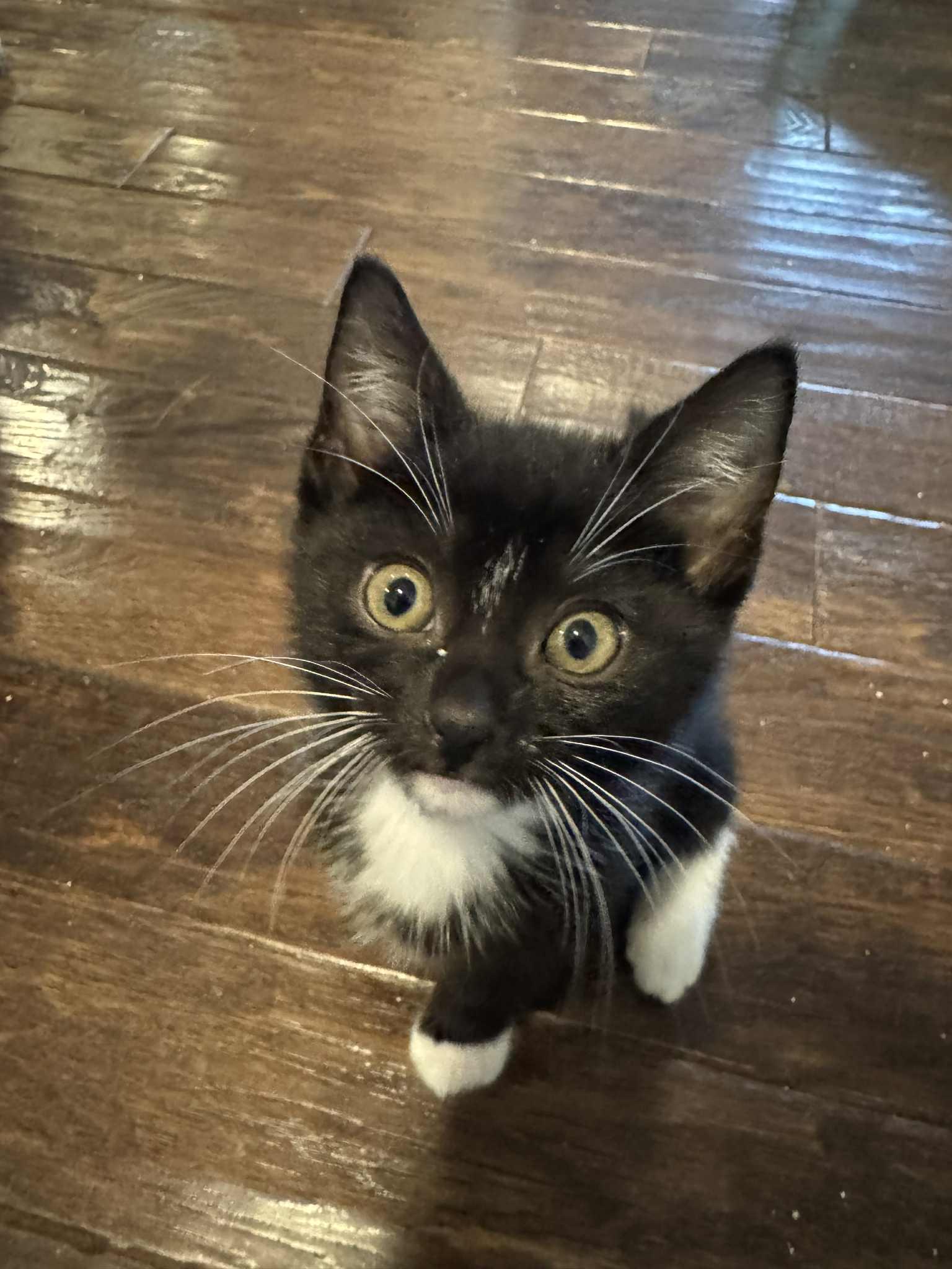 Sleepy, Adopted, Young Male American Shorthair.