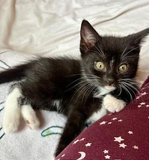 Sleepy, a Adopted mixed breed in Hull, MA image 2/4