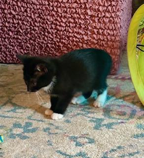 Sleepy, a Adopted mixed breed in Hull, MA image 3/4