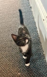 Sleepy, a Adopted mixed breed in Hull, MA image 4/4