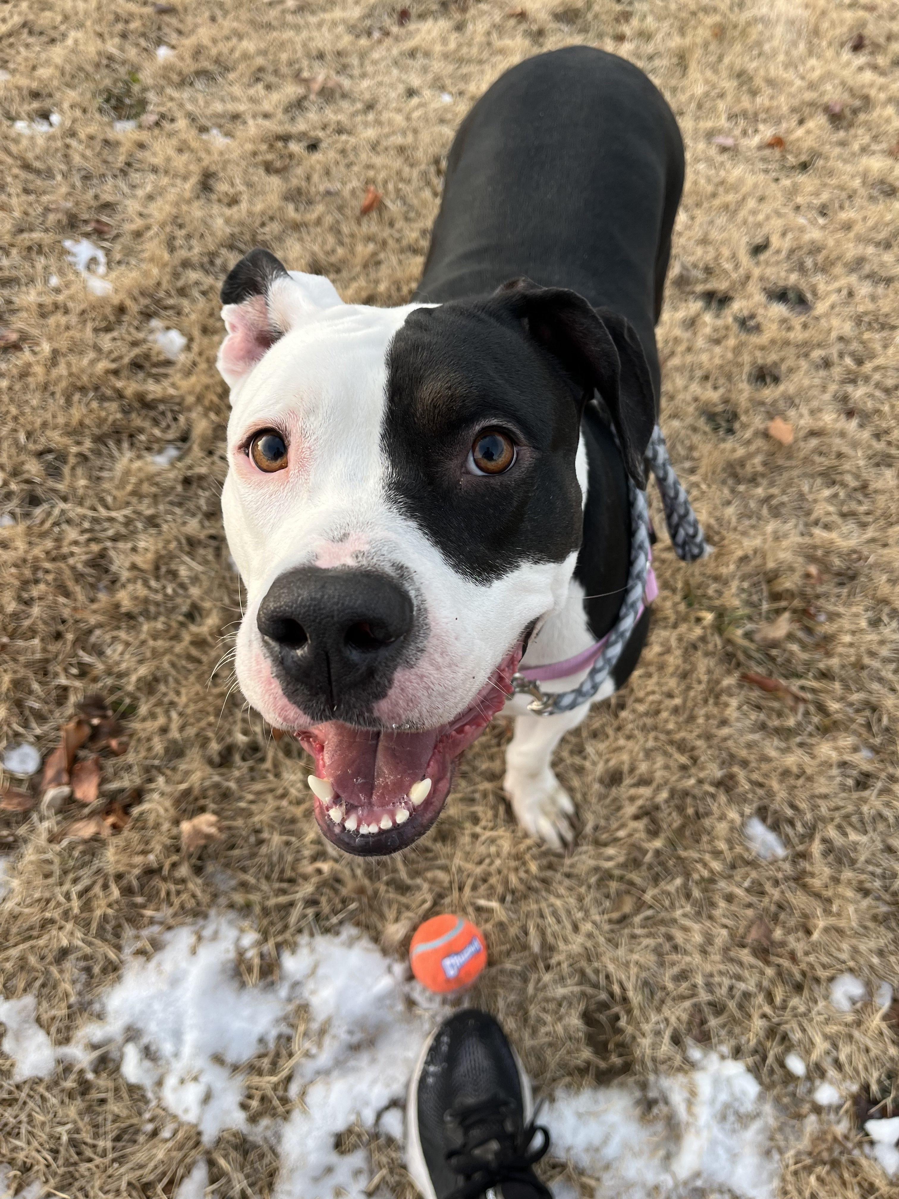 Enlarge Mia, a Adoptable mixed breed in Hampton Bays, NY image 3/6