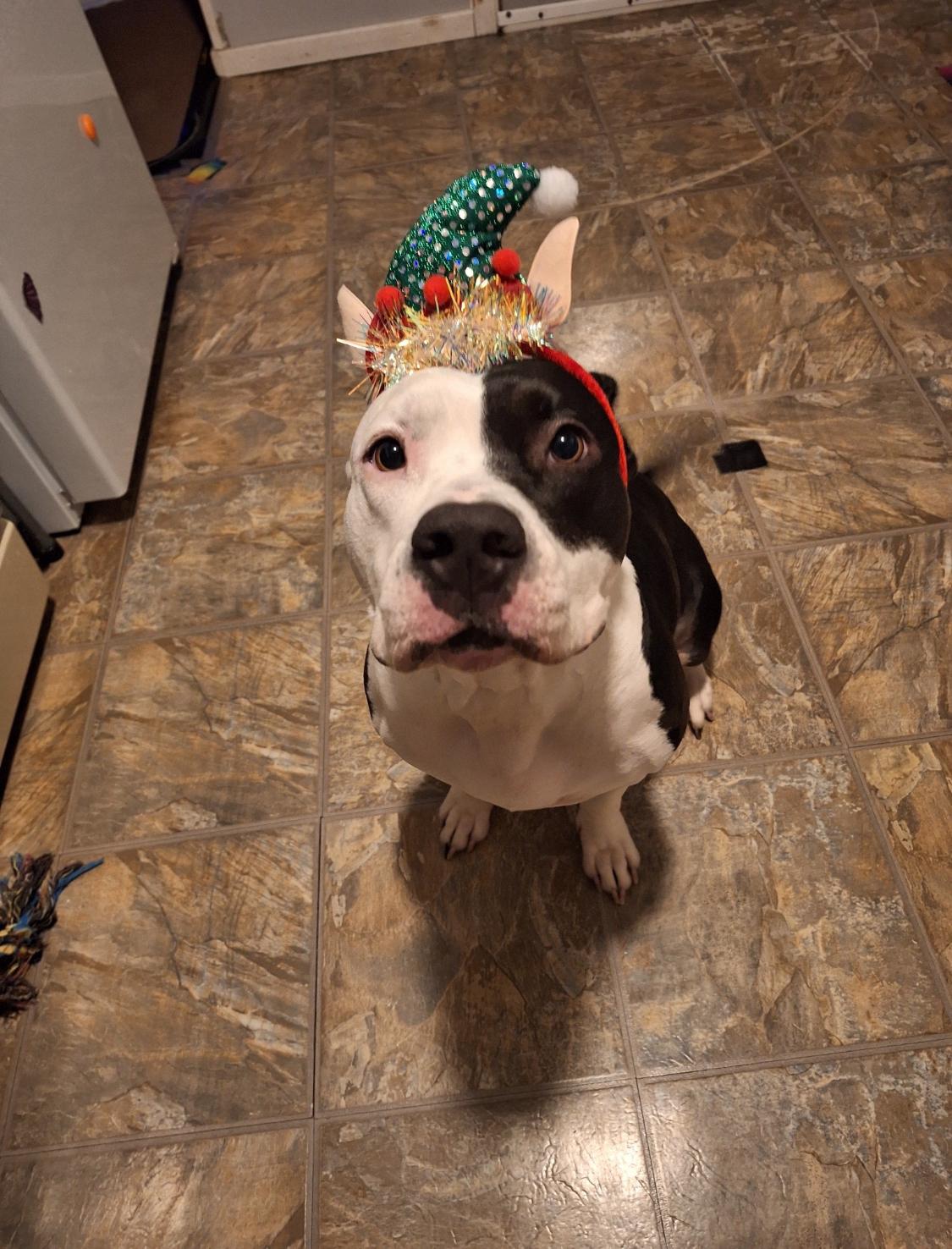 Enlarge Mia, a Adoptable mixed breed in Hampton Bays, NY image 1/6