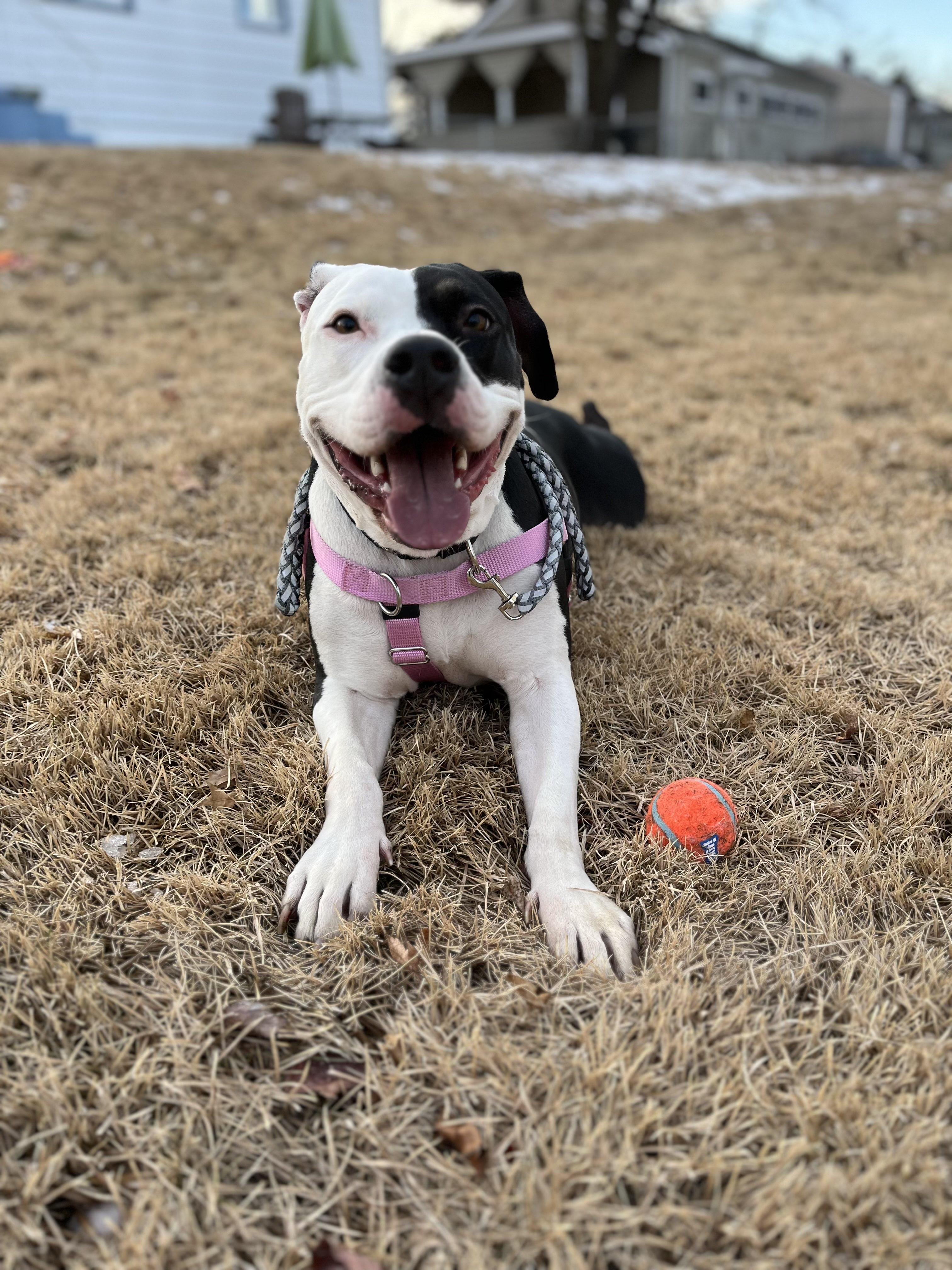 Enlarge Mia, a Adoptable mixed breed in Hampton Bays, NY image 5/6