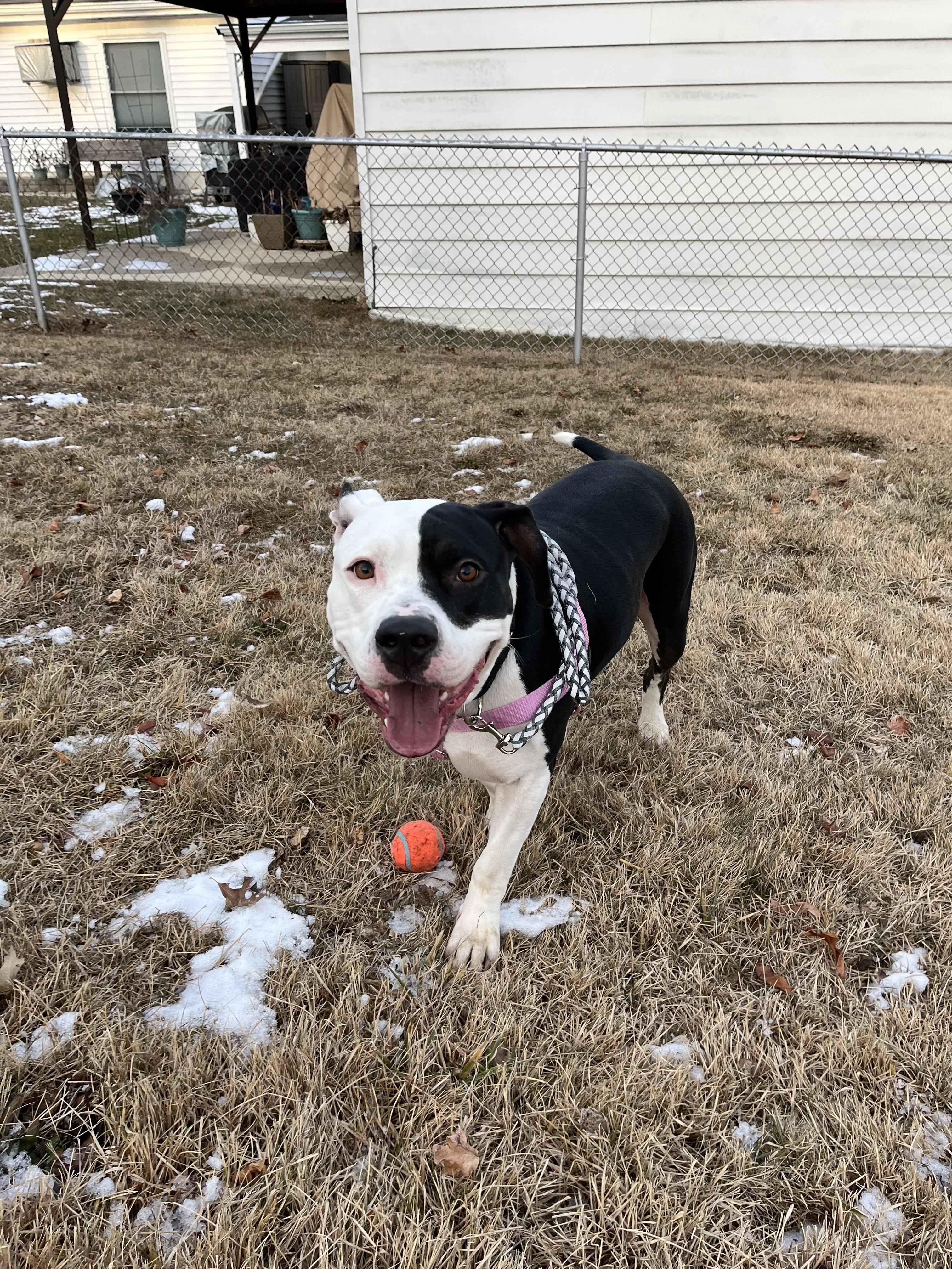 Enlarge Mia, a Adoptable mixed breed in Hampton Bays, NY image 6/6