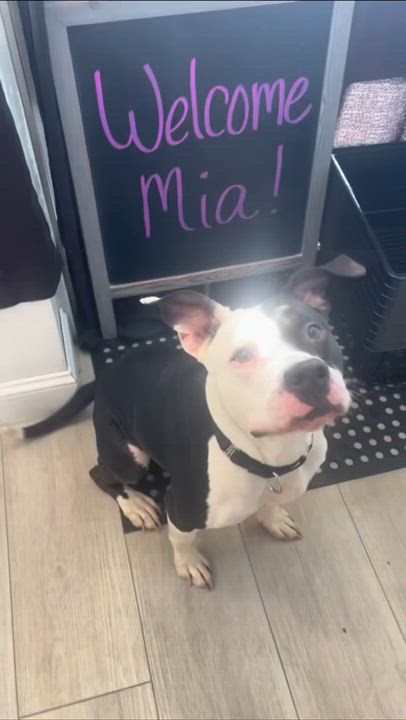 Enlarge Mia, a Adoptable mixed breed in Hampton Bays, NY video 2/6