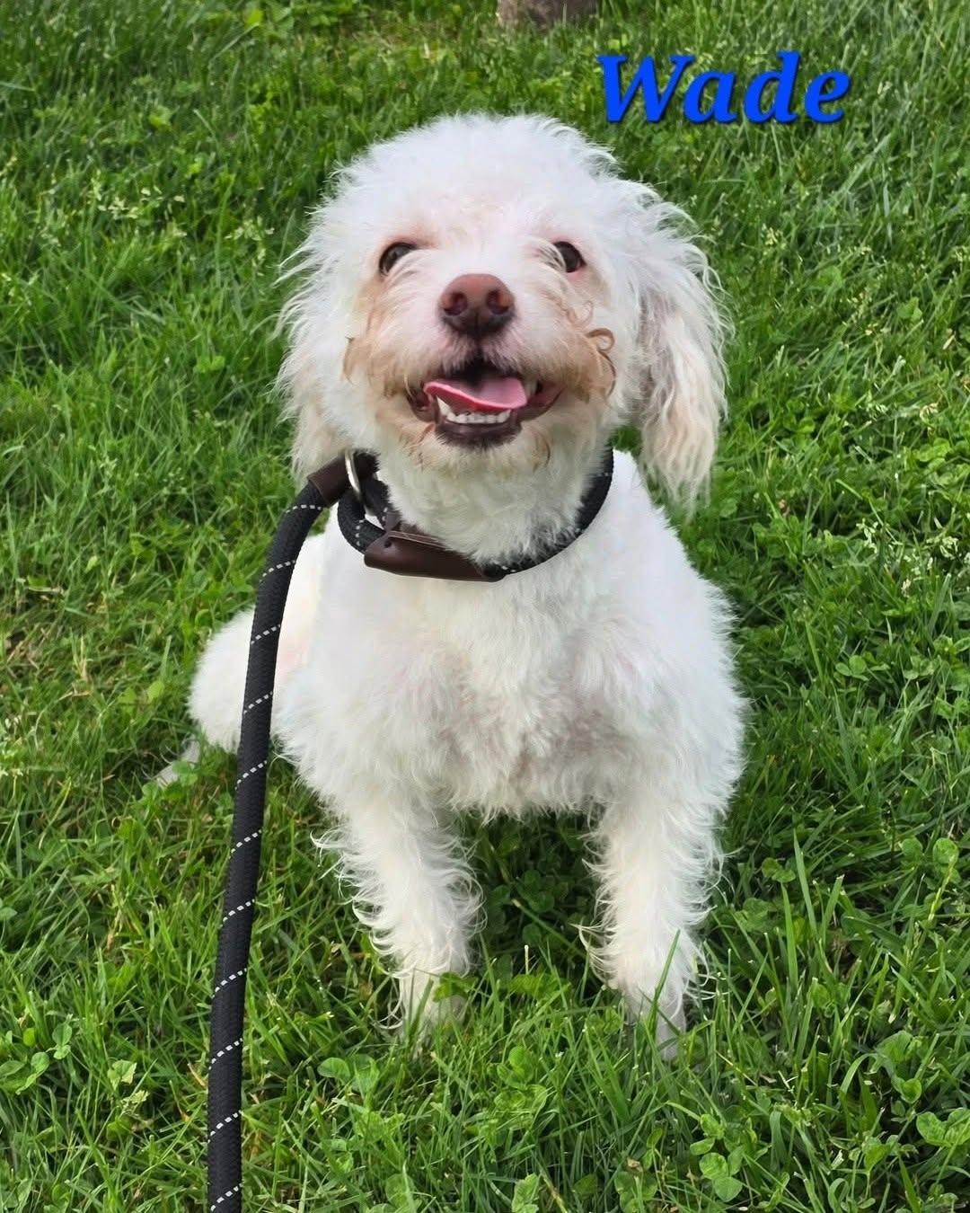 Wade, Adopted, Puppy Male Terrier & Poodle.
