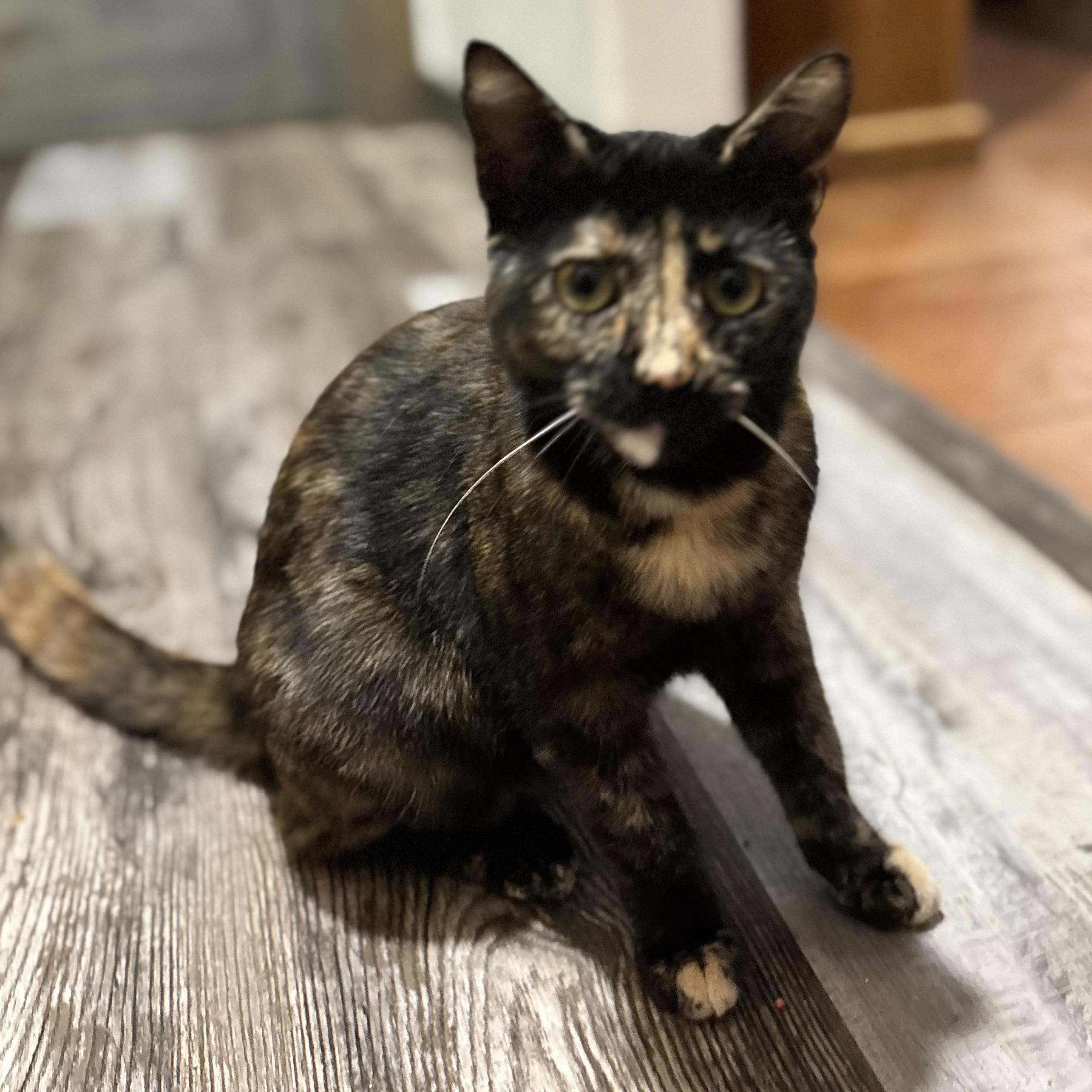 Dolly, ADOPTABLE, Young Female Tortoiseshell.