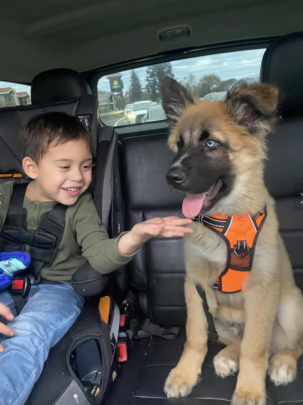 Enlarge Baby Ewok, a ADOPTABLE mixed breed in Elk Grove, CA image 3/3