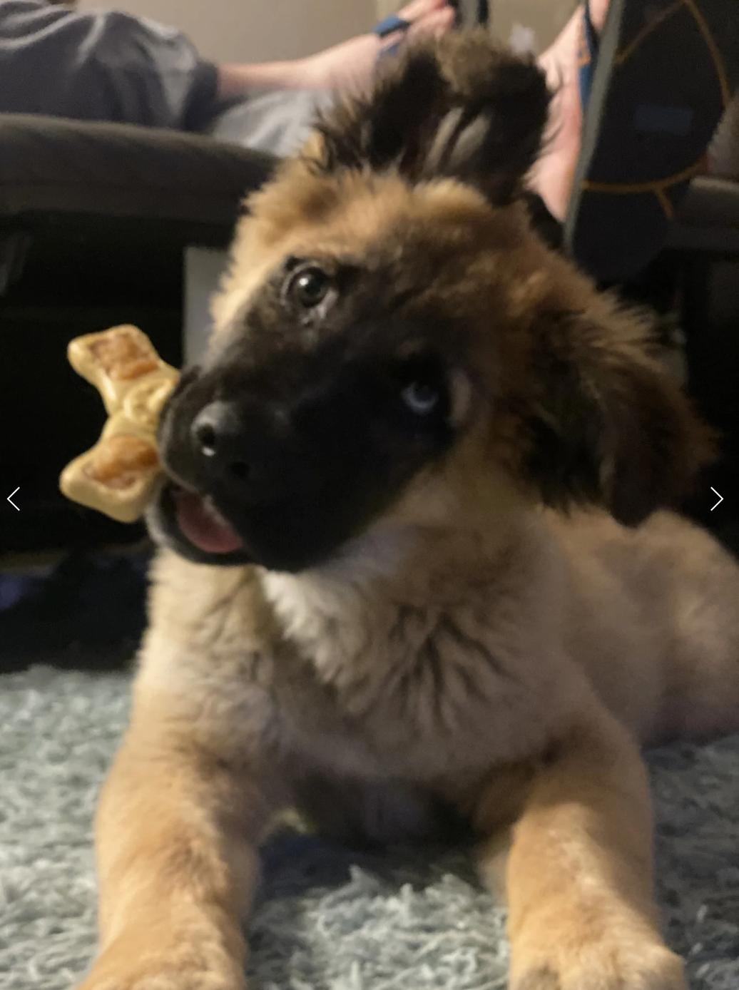 Enlarge Baby Ewok, a ADOPTABLE mixed breed in Elk Grove, CA image 2/3