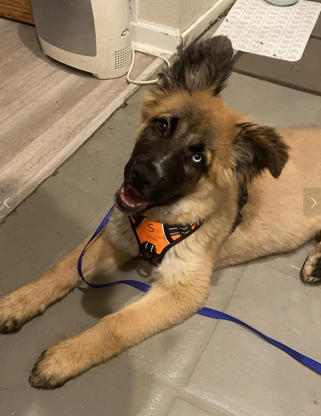 Enlarge Baby Ewok, a ADOPTABLE mixed breed in Elk Grove, CA image 1/3