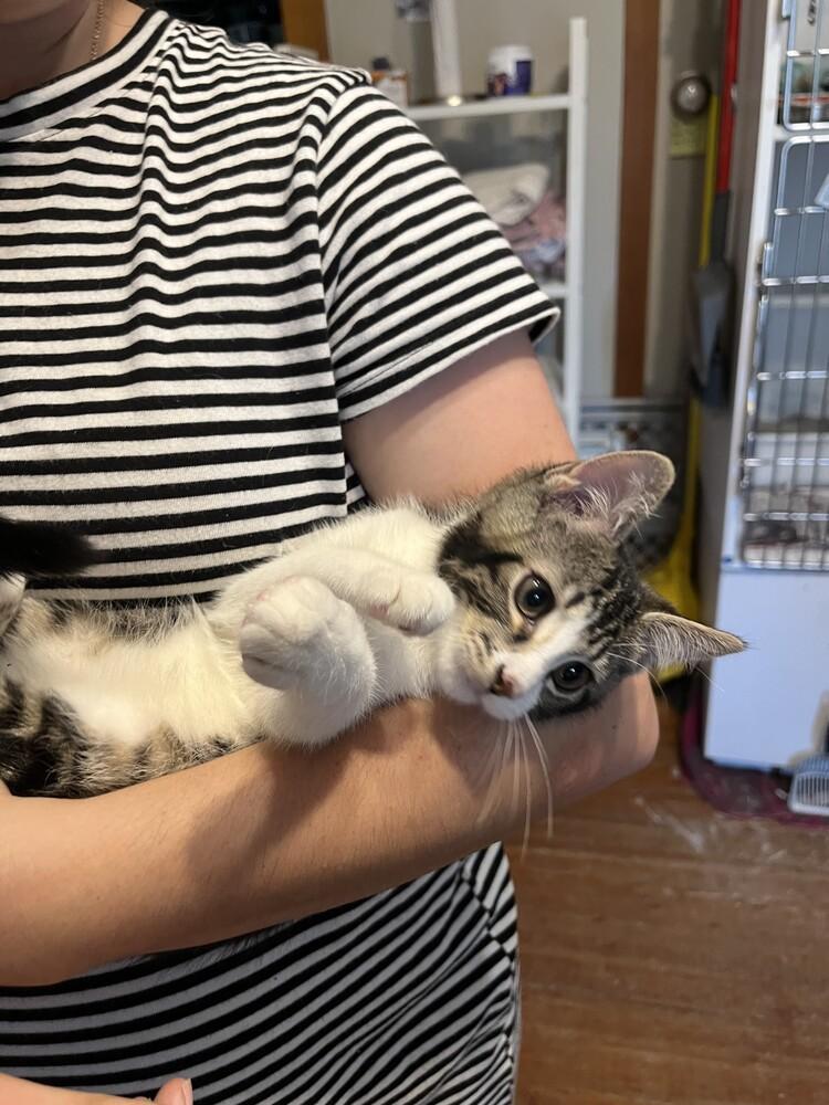 Mr. Spock, Adoptable, Kitten Male Domestic Short Hair.