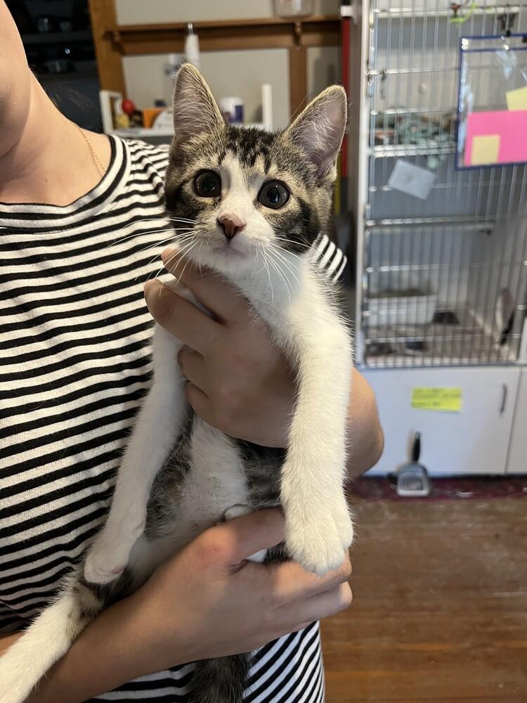 Enlarge Mr. Spock, a Adoptable Domestic Short Hair in Urbana, IL image 2/6