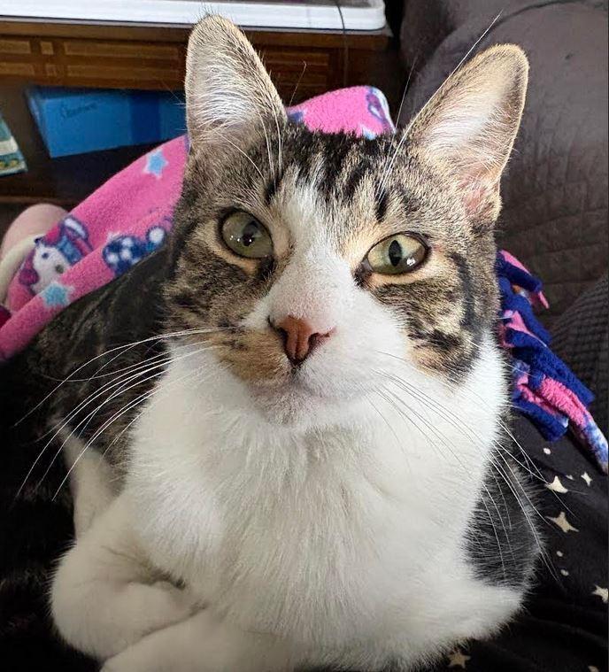 Mr. Spock, a Adoptable Domestic Short Hair in Urbana, IL image 2/6