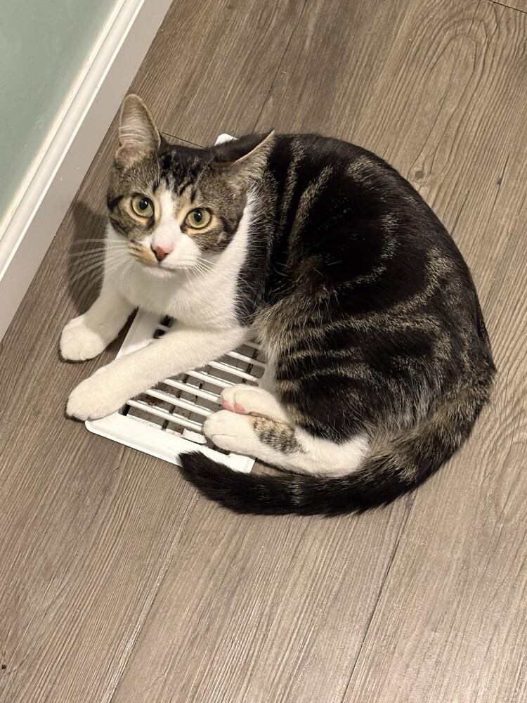 Mr. Spock, a Adoptable Domestic Short Hair in Urbana, IL image 3/6