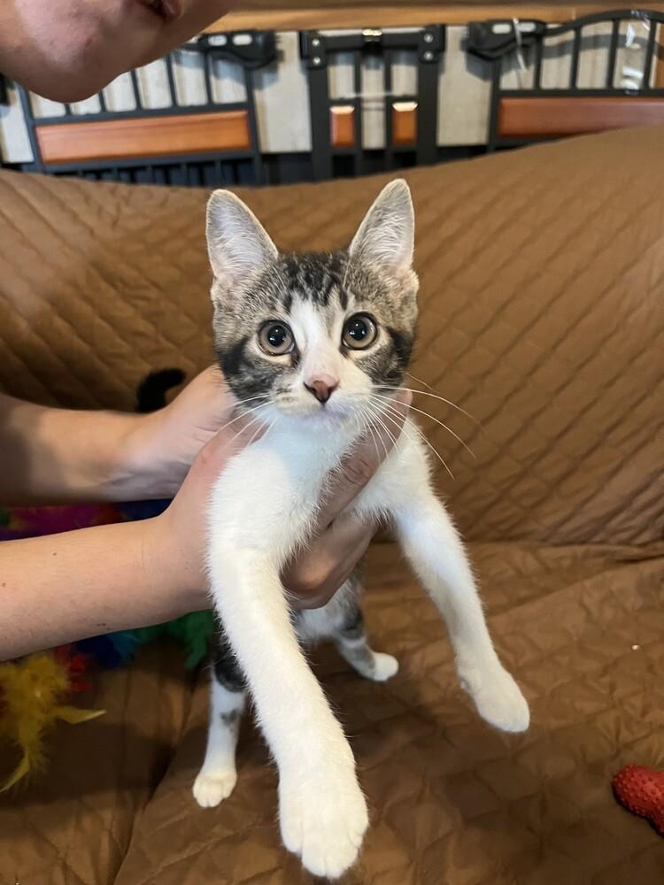 Enlarge Mr. Spock, a Adoptable Domestic Short Hair in Urbana, IL image 3/6