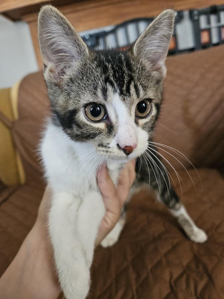 Enlarge Mr. Spock, a Adoptable Domestic Short Hair in Urbana, IL image 4/6
