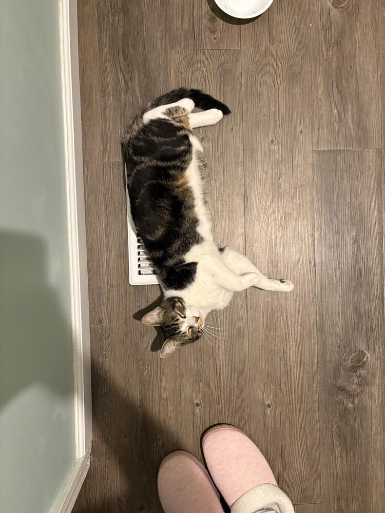 Mr. Spock, a Adoptable Domestic Short Hair in Urbana, IL image 4/6