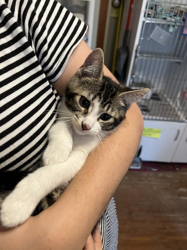 Enlarge Mr. Spock, a Adoptable Domestic Short Hair in Urbana, IL image 5/6