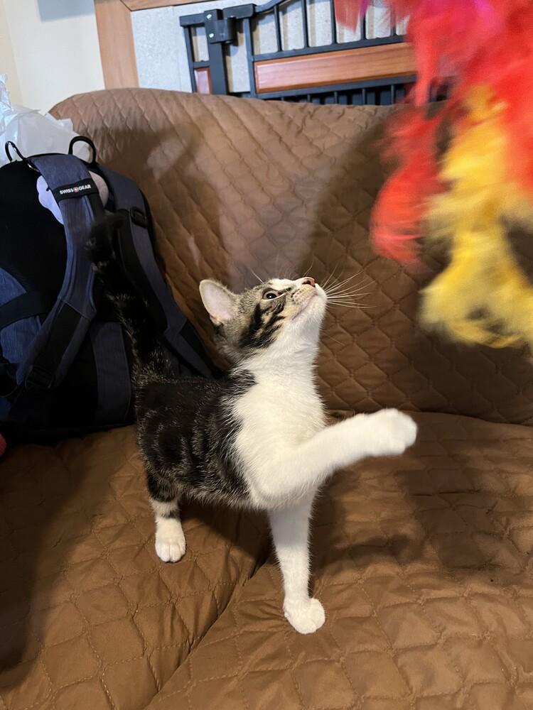 Enlarge Mr. Spock, a Adoptable Domestic Short Hair in Urbana, IL image 6/6