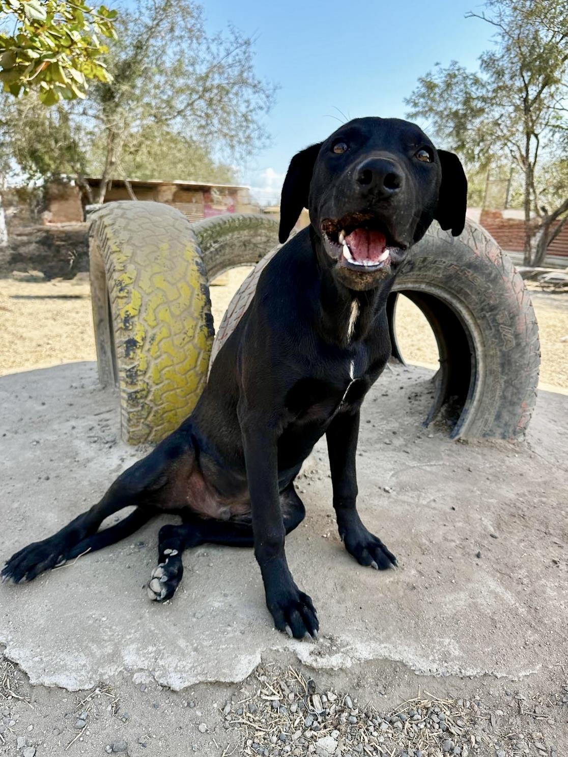 Han Solo — thumbnail 2