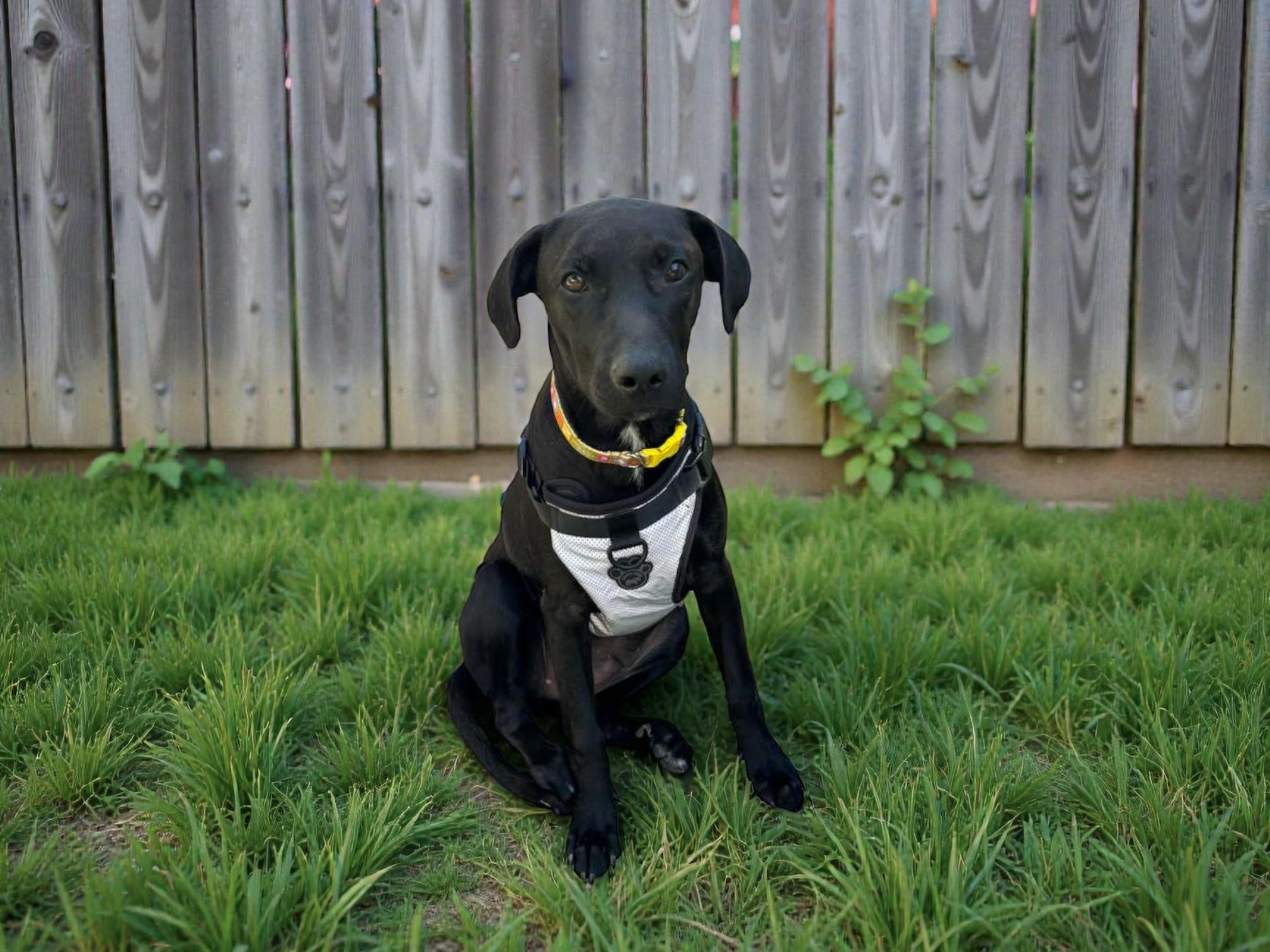 Han Solo — thumbnail 3