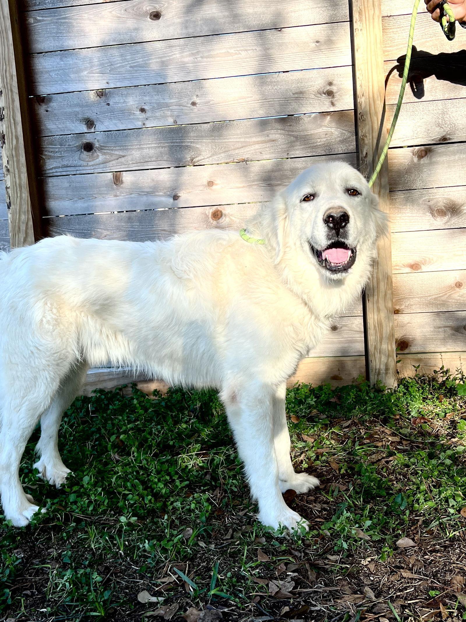 Enlarge Zeus, a Adoptable Great Pyrenees in Minneapolis, MN image 3/4