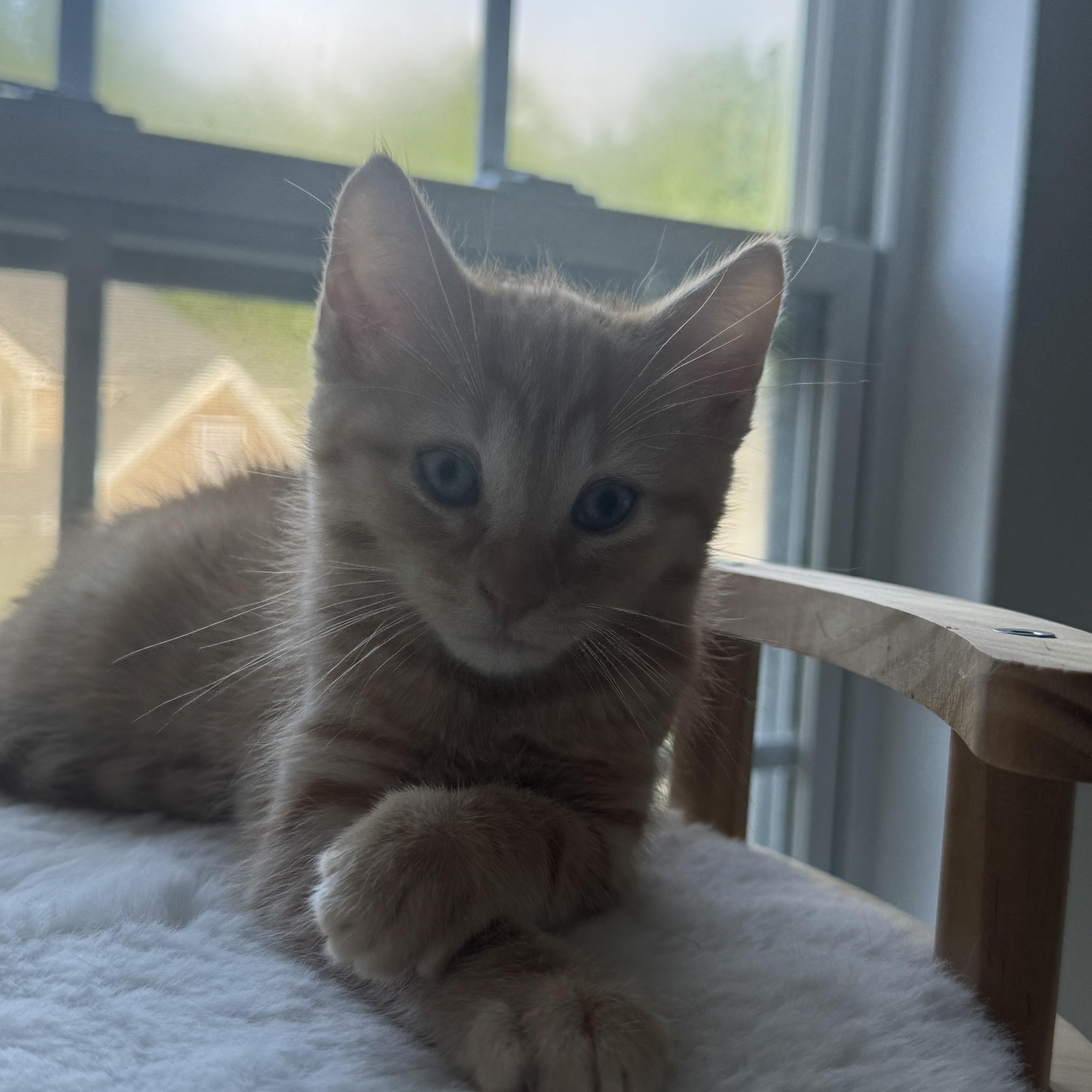 Dexter photo 1