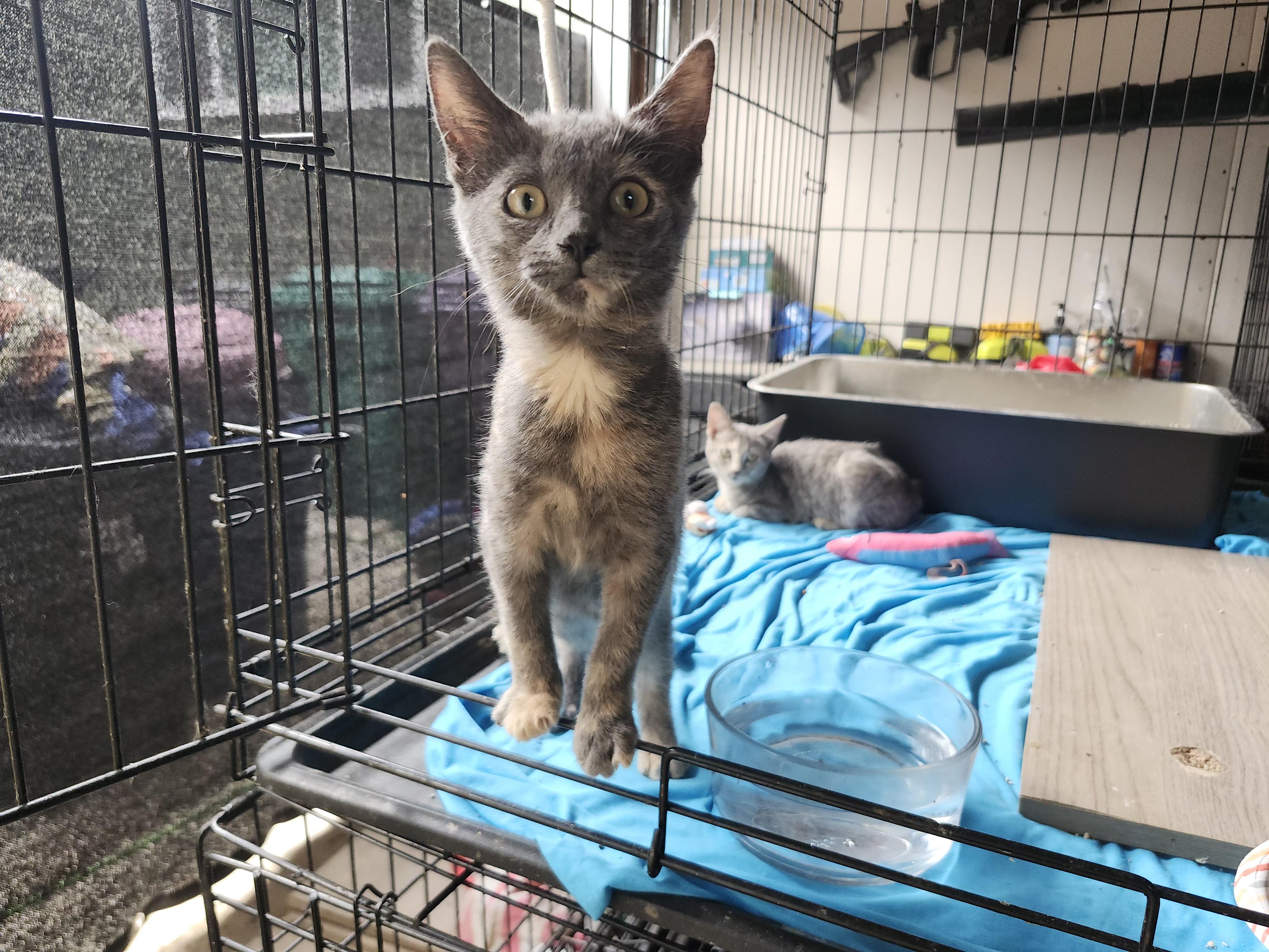 Itsy and Bitsy, a Adoptable Domestic Short Hair image 3/3